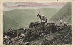VINTAGE POSTCARD Wormsatal Goat