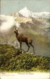 VINTAGE POSTCARD Chamois Gruss aus den Bergen