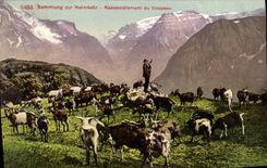 CPA Chevre Sammlung zur Heimkekr 