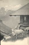 CPA Chevre 