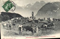 CPA Chevre Rassemblement du troupeau