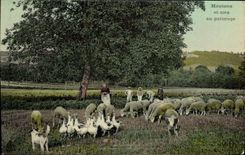 CPA Folklore Moutons et oies au paturage 