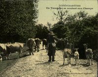 CPA Folklore Un troupeau se rendant aux champs Chevre Vaches