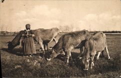 VINTAGE POSTCARD Folklore Cows