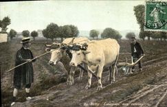 CPA Folklore Vichy Labourage aux environs Boeufs 
