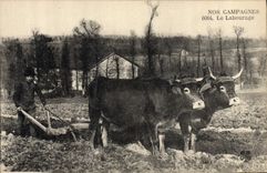 CPA Folklore Labourage Boeufs 