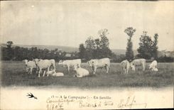 CPA Folklore En famille Vaches 