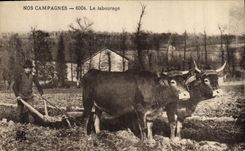 CPA Folklore Le labourage Boeufs 