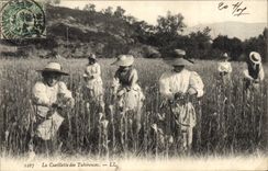 CPA Folklore La cueillette des Tubereures