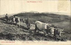 CPA Folklore Pyrenees Scene de labour dans les Pyrenees 