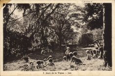 VINTAGE POSTCARD Children Park of the Jaux Vine