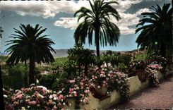 CPM Grasse So Vegetation Exotique