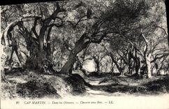 VINTAGE POSTCARD Cape Martin In the Olive-trees