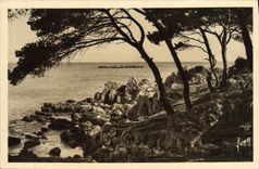 VINTAGE POSTCARD Antibes the Pine forest