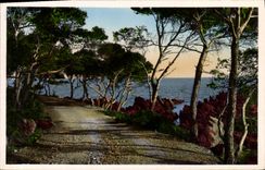 CPA Le Chemin Sous Les Pins