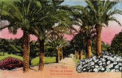 CPA Nice Palmiers Du Chateau