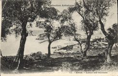 La POSTAL de la VENDIMIA Niza entra en los Aceituna-árboles