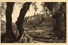 VINTAGE POSTCARD Saint Paul the Village Strengthens Vu' through the Olive-trees