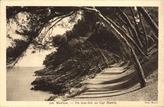 CPA Menton Un Sous Bois au Cap Martin