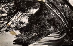 CPM Menton Sous bois au Cap Martin