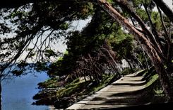 CPA Menton Sous bois au Cap Martin