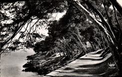 CPM Menton Sous Bois au Cap Martin