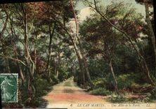 CPA Le Cap Martin Une Allee de la Foret