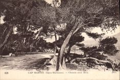 CPA Cap Martin Chemin Sous Bois