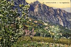 VINTAGE POSTCARD Nice Vegetation