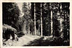 CPA Peira Cava Foret de Turini