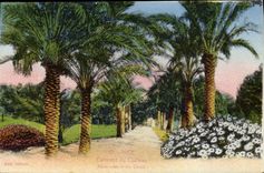 CPA Nice Palmiers du chateau