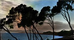 CPM La Cote D'Azur Coucher De Soleil A Travers Les Pins Parasols