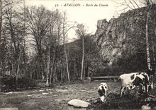 CPA Avallon Bords du Cousin Vaches 