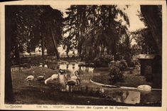 VINTAGE POSTCARD Vichy the Basin Of the Swans And Flamingos
