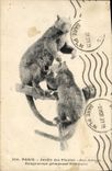 CPA Paris Jardin Des Plantes Musee Zoologique Kangourous grimpeurs Dendrolagues 