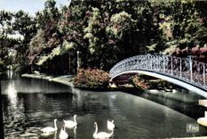 CPM Bordeaux La Riviere Du Jardin Public Cygnes