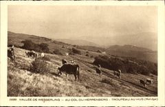 VINTAGE POSTCARD Valley De Wesswerling With the Collar Of Herrenberg Herd in Hus Refuge Cows