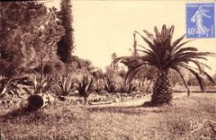 CPA Hyeres Jardin Olbius Riquier Type de la flore locale 