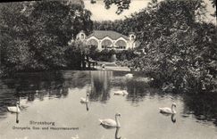 El naranjal de Strassburg de la POSTAL de la VENDIMIA ve los cisnes de Und Hauptrestaurant