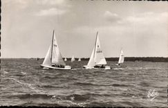 MODERN CARD Basin Of Arcachon ducklings in regattas