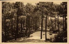 VINTAGE POSTCARD Pyla On Sea Pines Towards the Large Dune