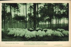 CPA Environs de Leon Moutons