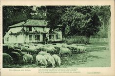CPA Environs de Leon Moutons 
