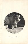 VINTAGE POSTCARD the marmot of Savoy