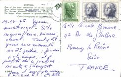 MODERN CARD Ocotilla