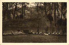 VINTAGE POSTCARD Zoological gardens of Cleres Cranes dverses Zoo