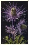 VINTAGE POSTCARD Eryngium alpinum