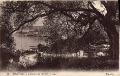 VINTAGE POSTCARD Menton through the Olive-trees