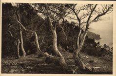 CPA Les Iles d'Hyeres Porquerolles Les pins d'Alep