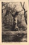 VINTAGE POSTCARD Sainte the Balsam the Large Oak